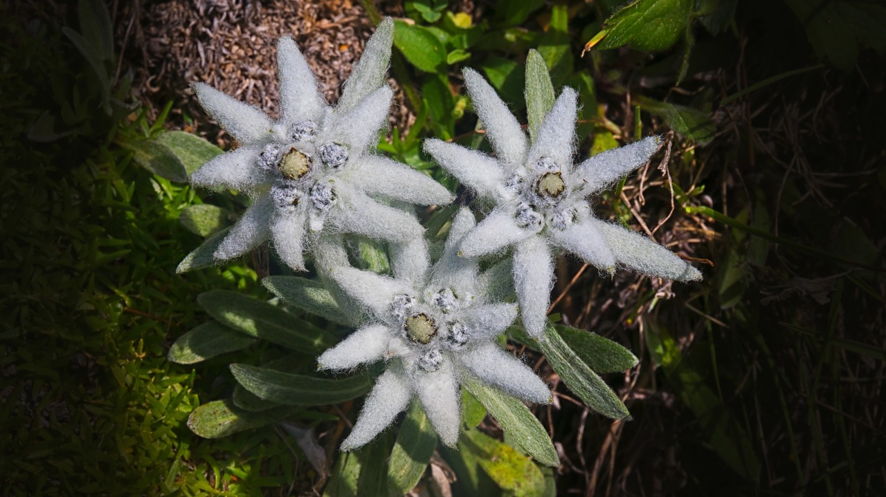 edelweiss  flower  nature free photo