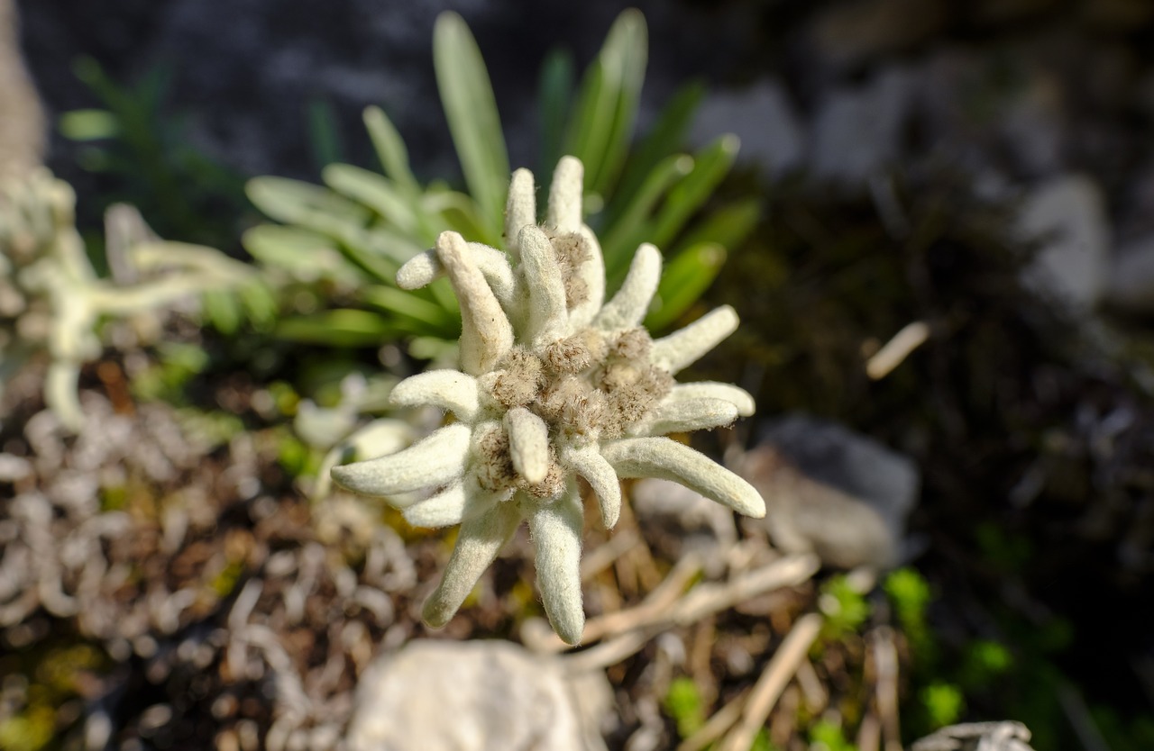 Edelweiss Alpine Flower