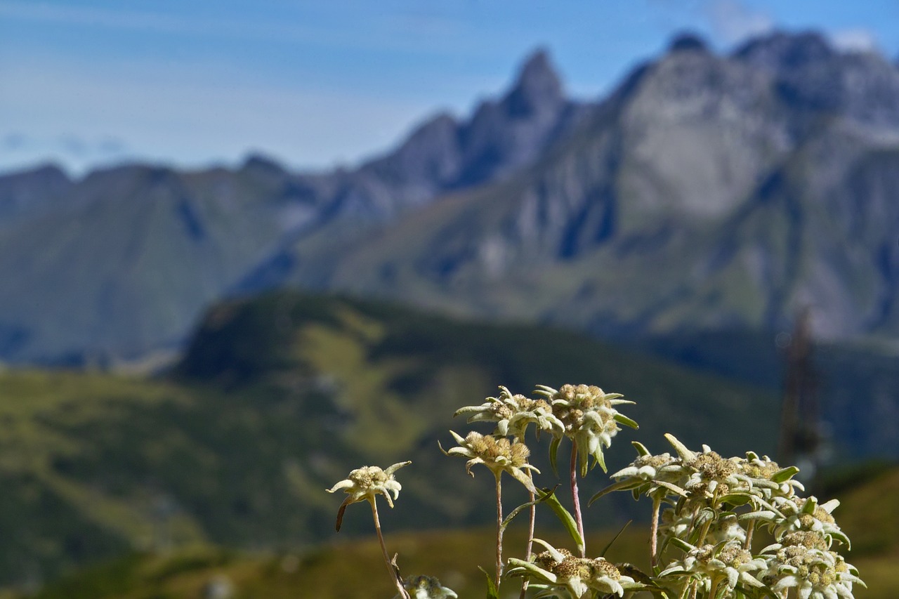 edelweiss  nature  flower free photo