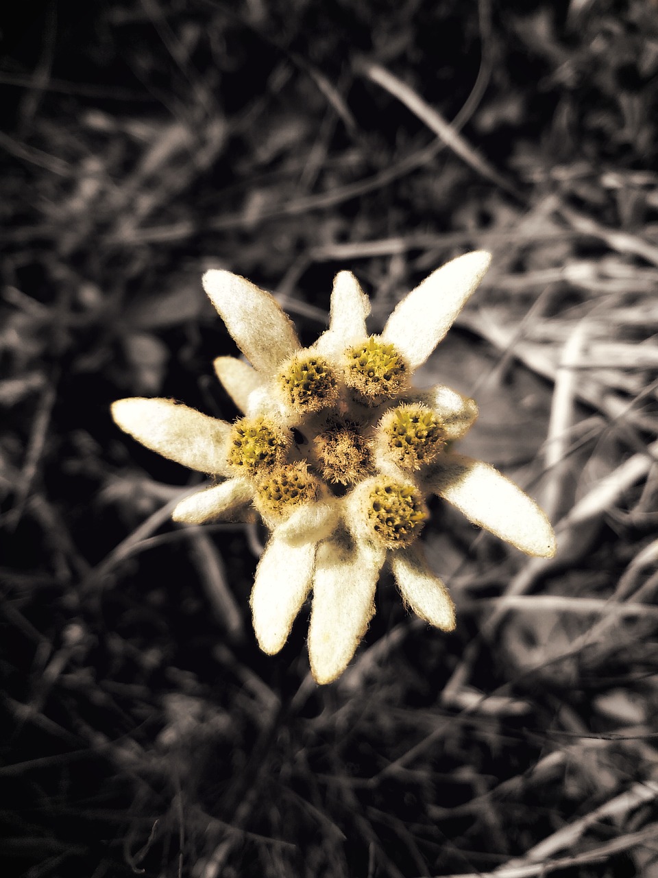 edelweiss  flower  mountain free photo