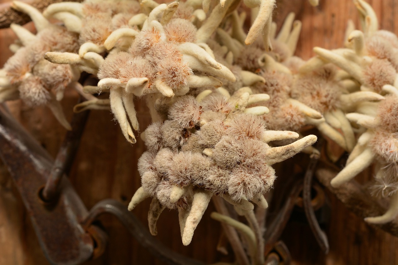 edelweiss flower dried free photo