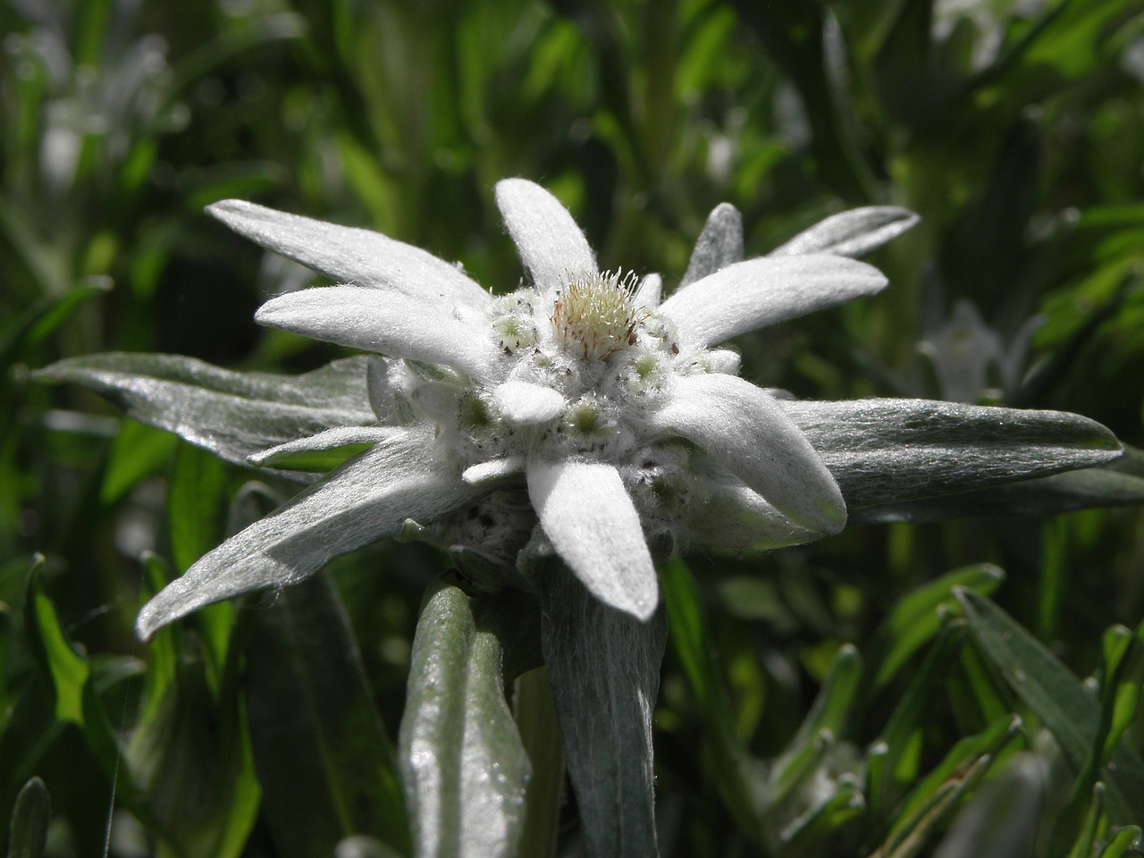 edelweiss flower austria free photo