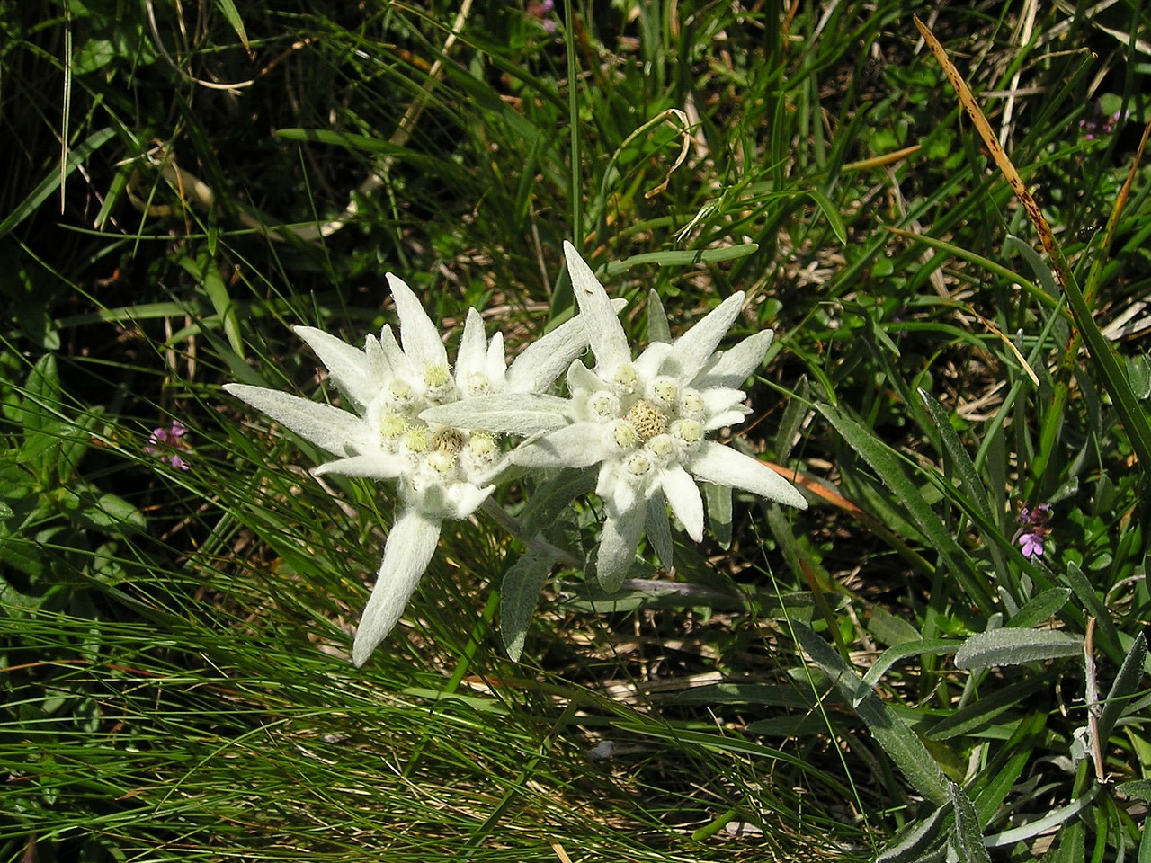 edelweiss flower mountains free photo