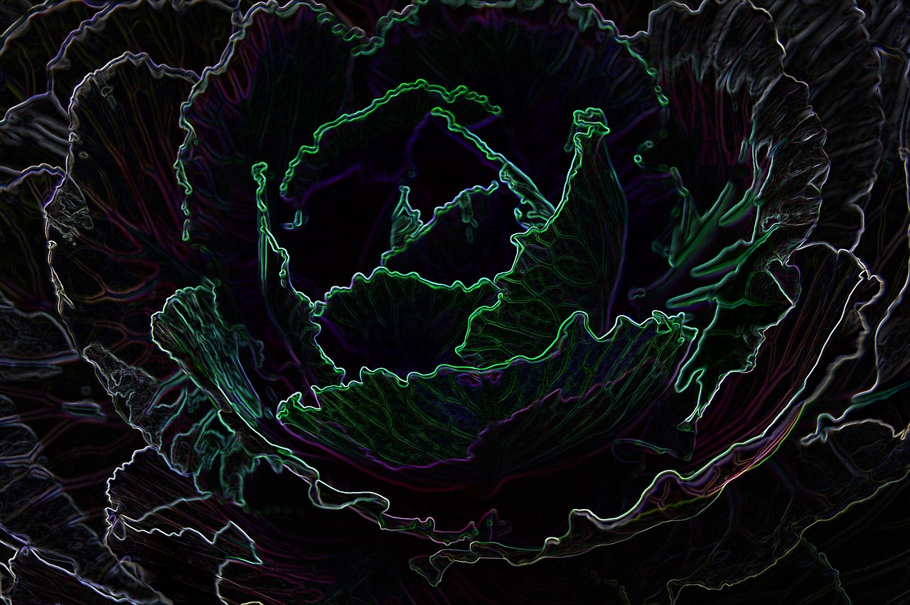 edge glow cabbage free photo