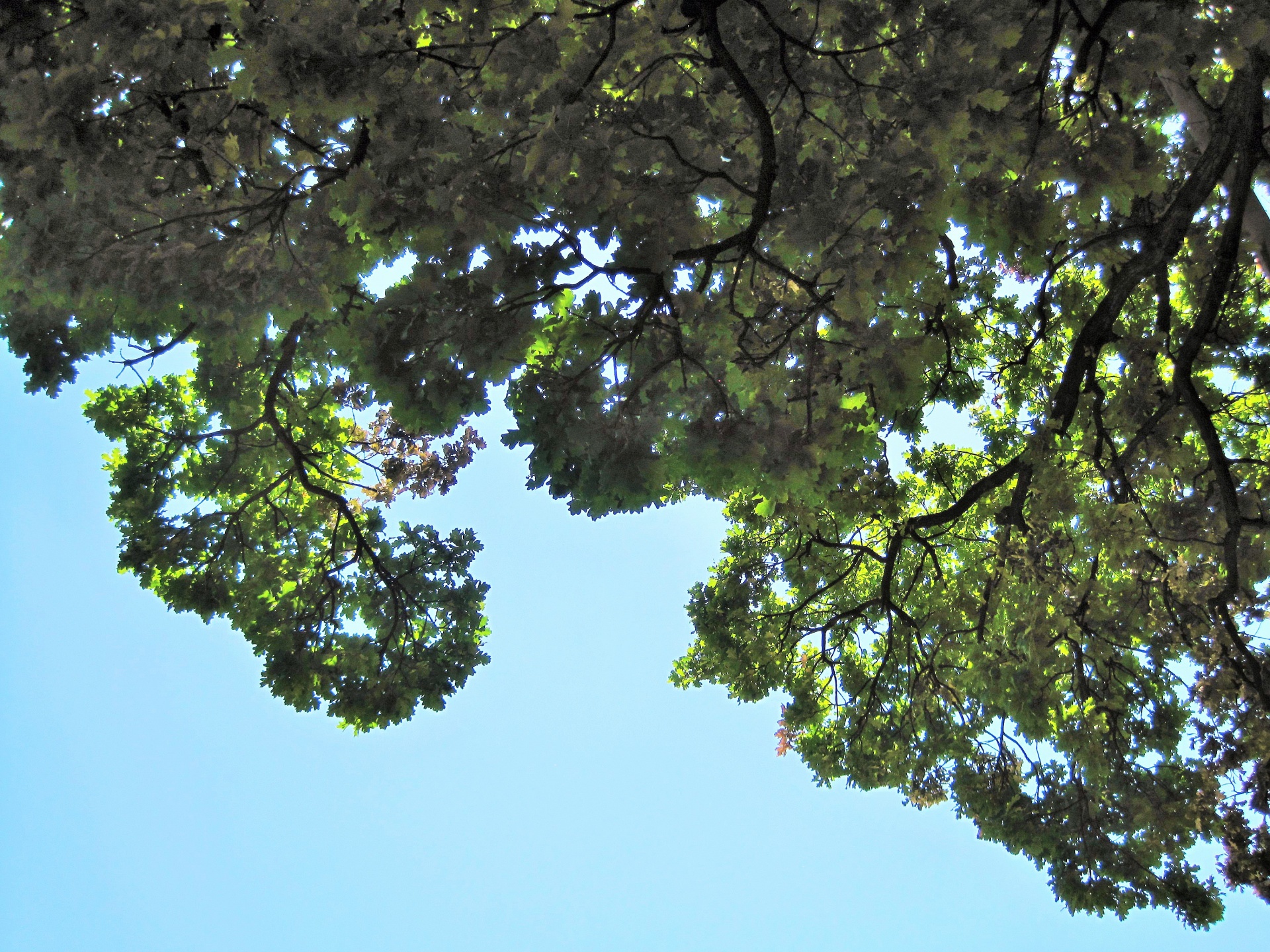 tree oak leaves free photo