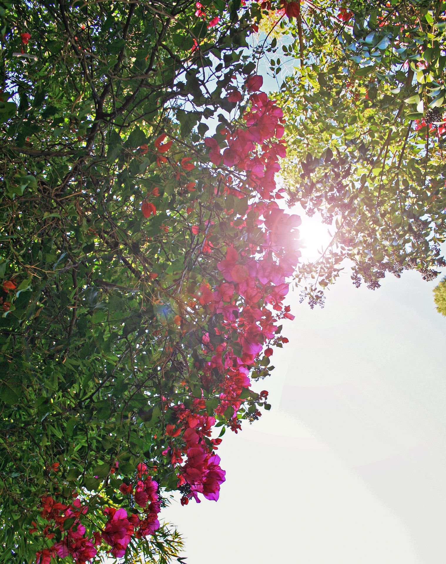 flowers pink creeper free photo