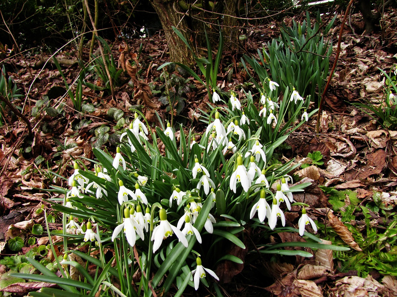 edge of the forest glade snowdrop free photo