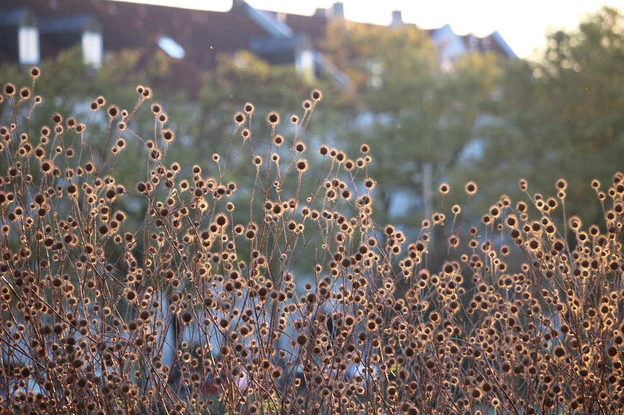 edge of town  skyline  autumn free photo