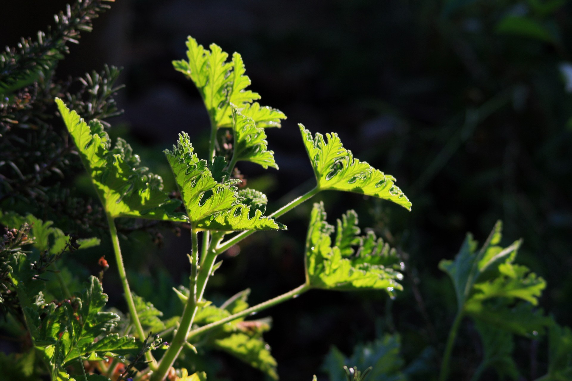 leaf green bright free photo