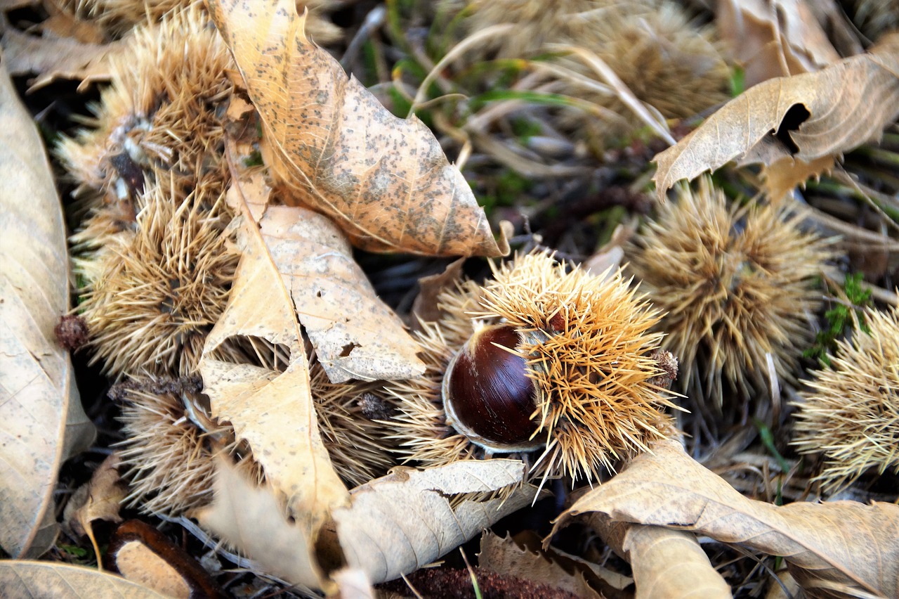 edible  chestnut  prickly free photo