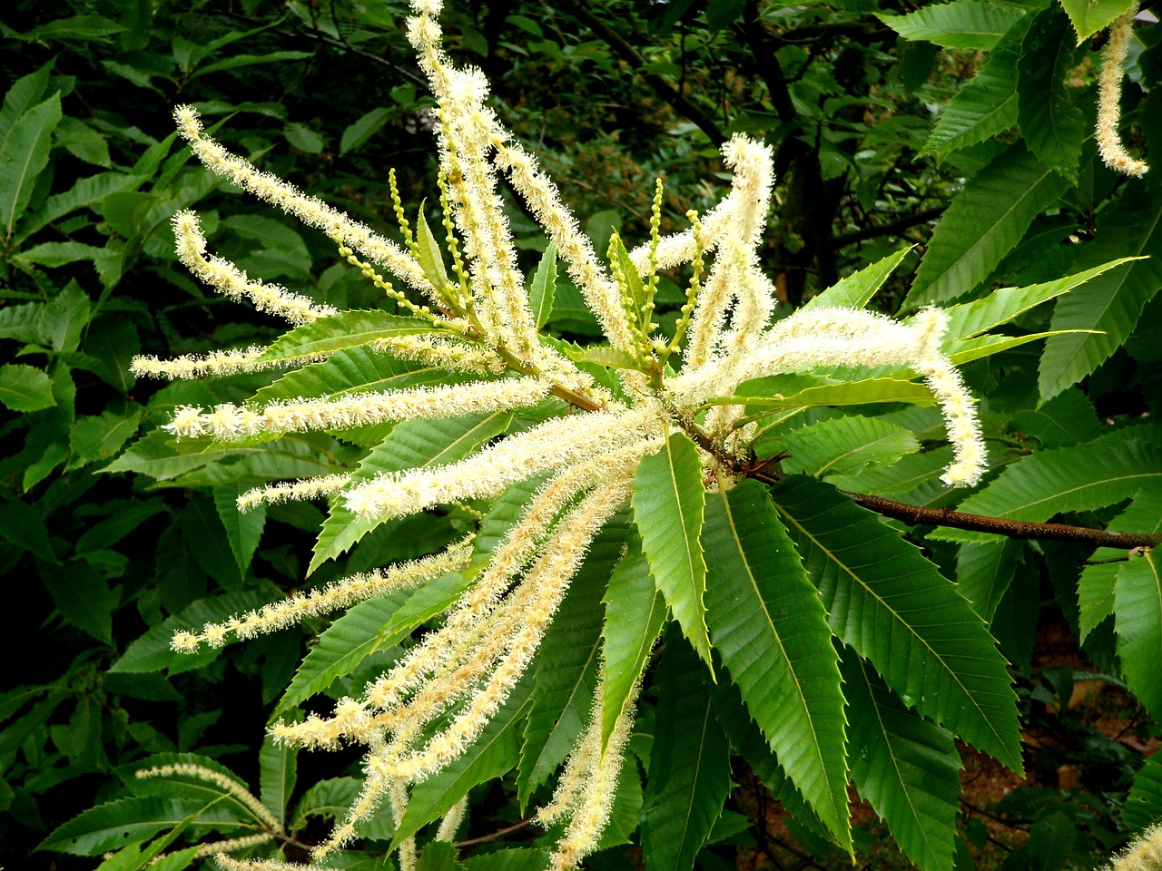 edible chestnut chestnut inflorescence free photo