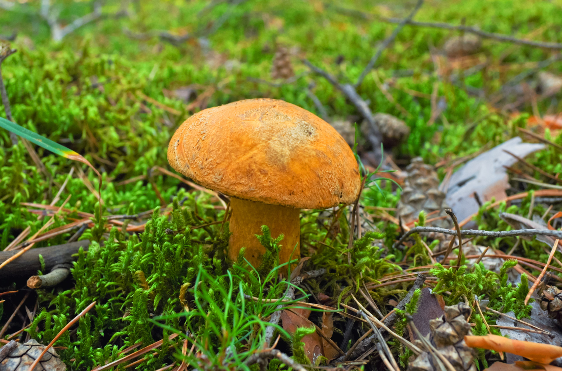 mushrooms food moss free photo