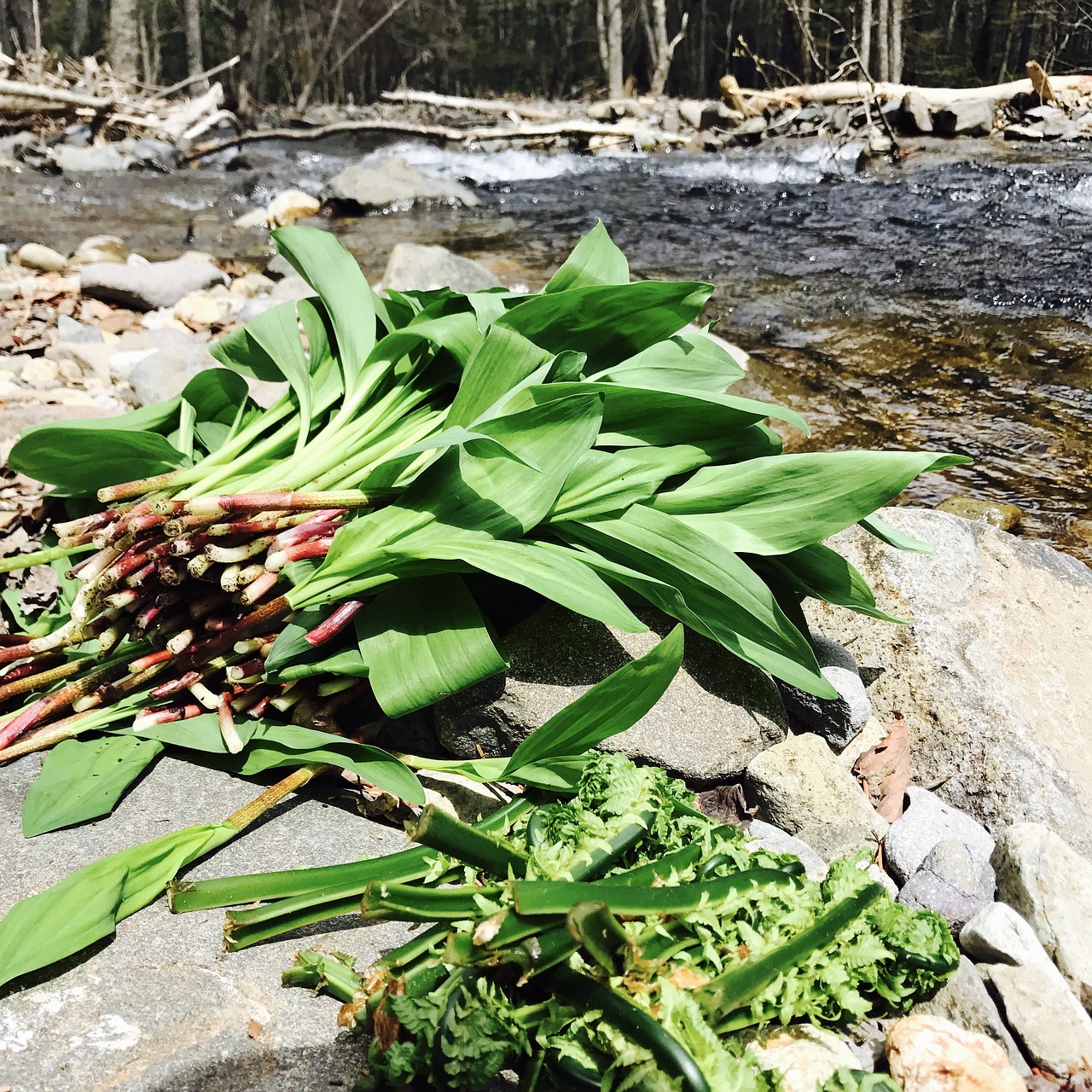 edible wild plants this garbage energy on the garlic free photo