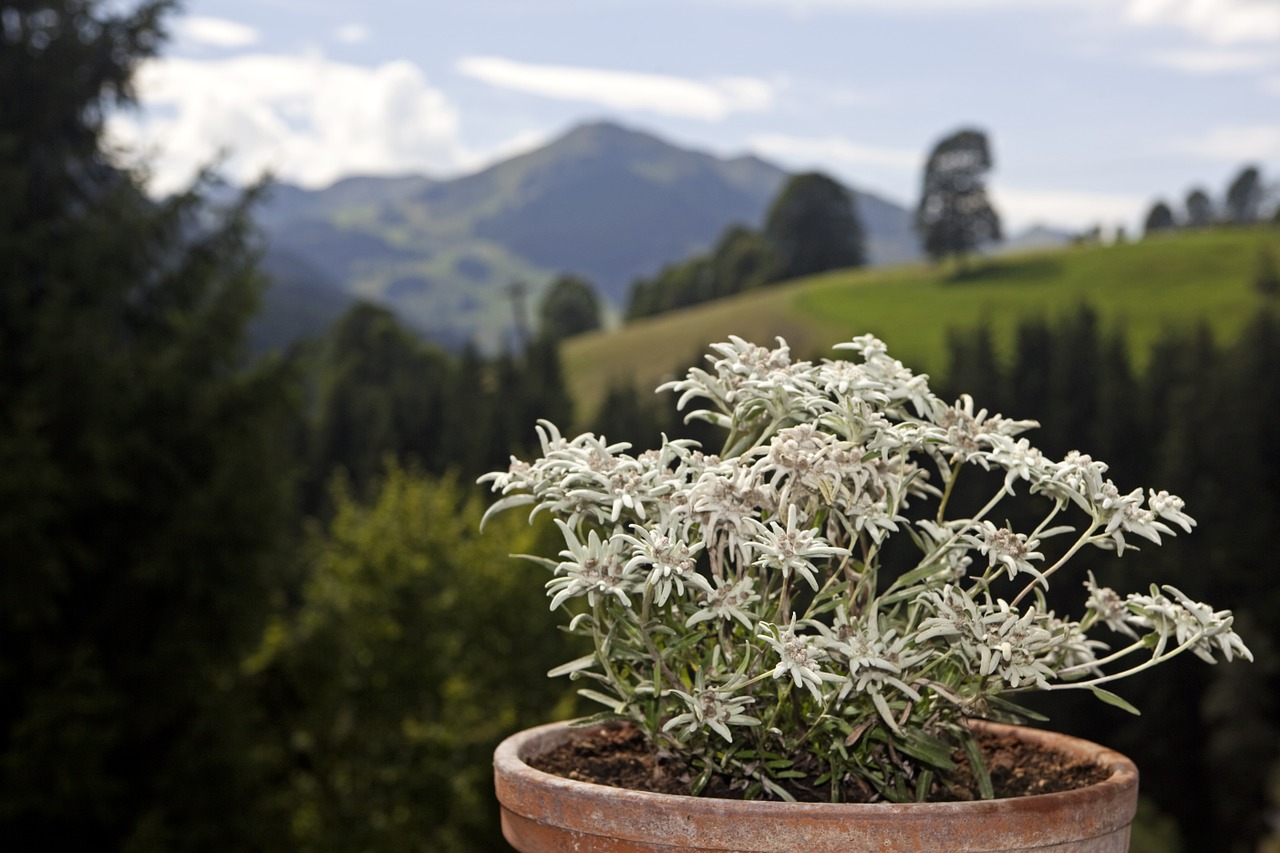 edlweiss alpine flowers flowers free photo