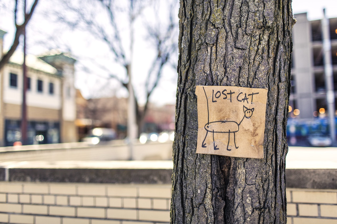 lost cat tree sign free photo