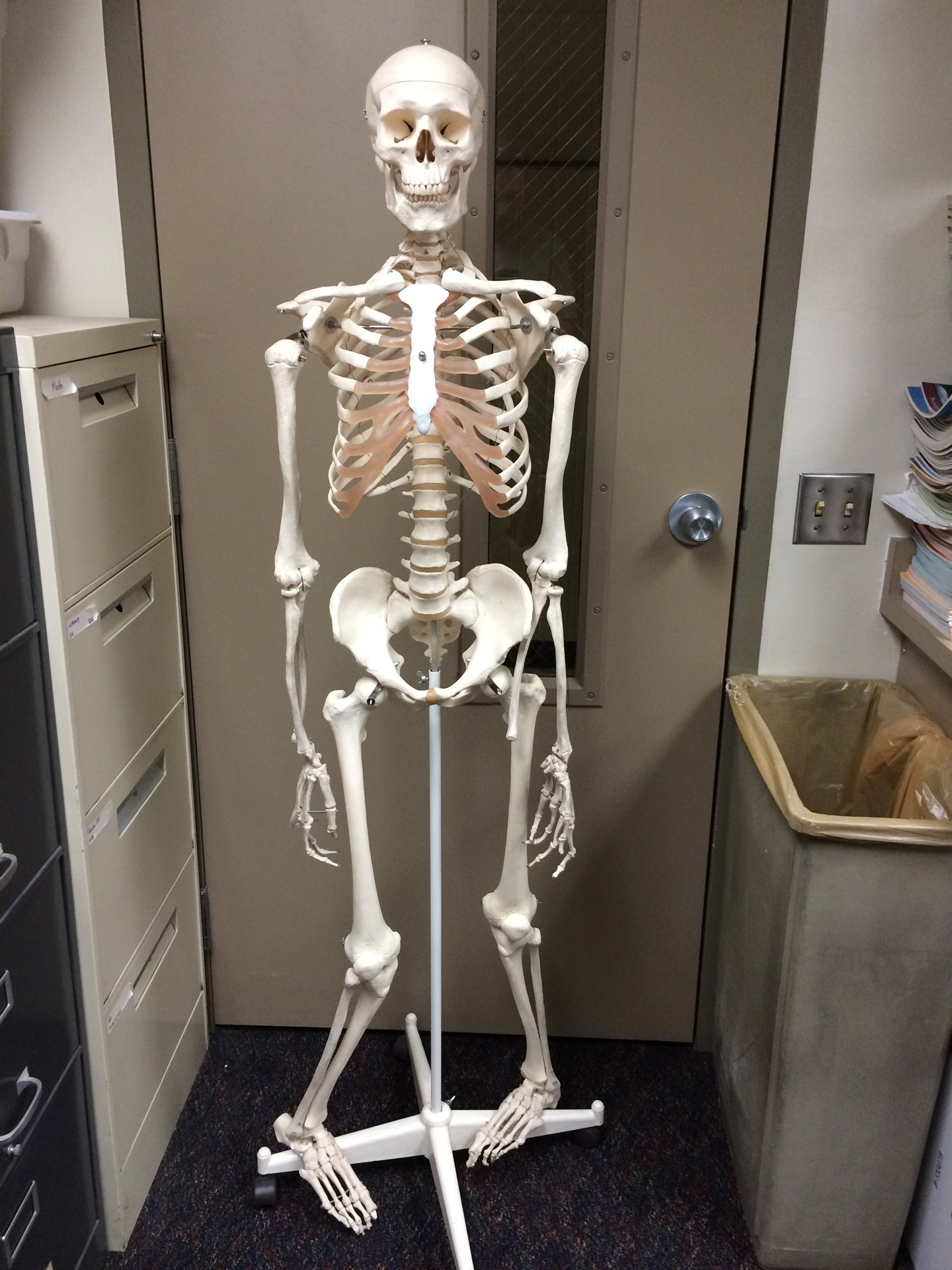 Фото человеческого скелета в полный рост