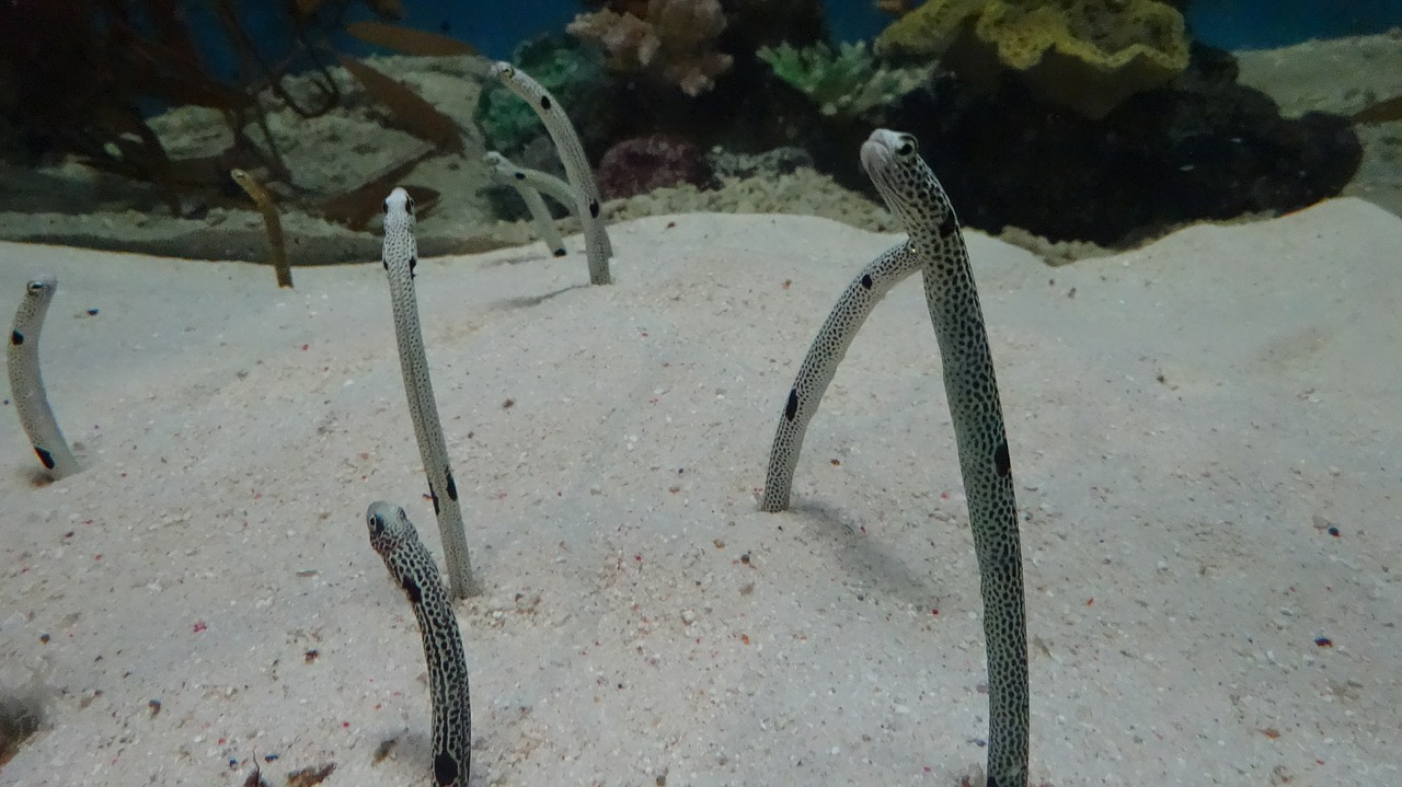 eel fish aquarium free photo