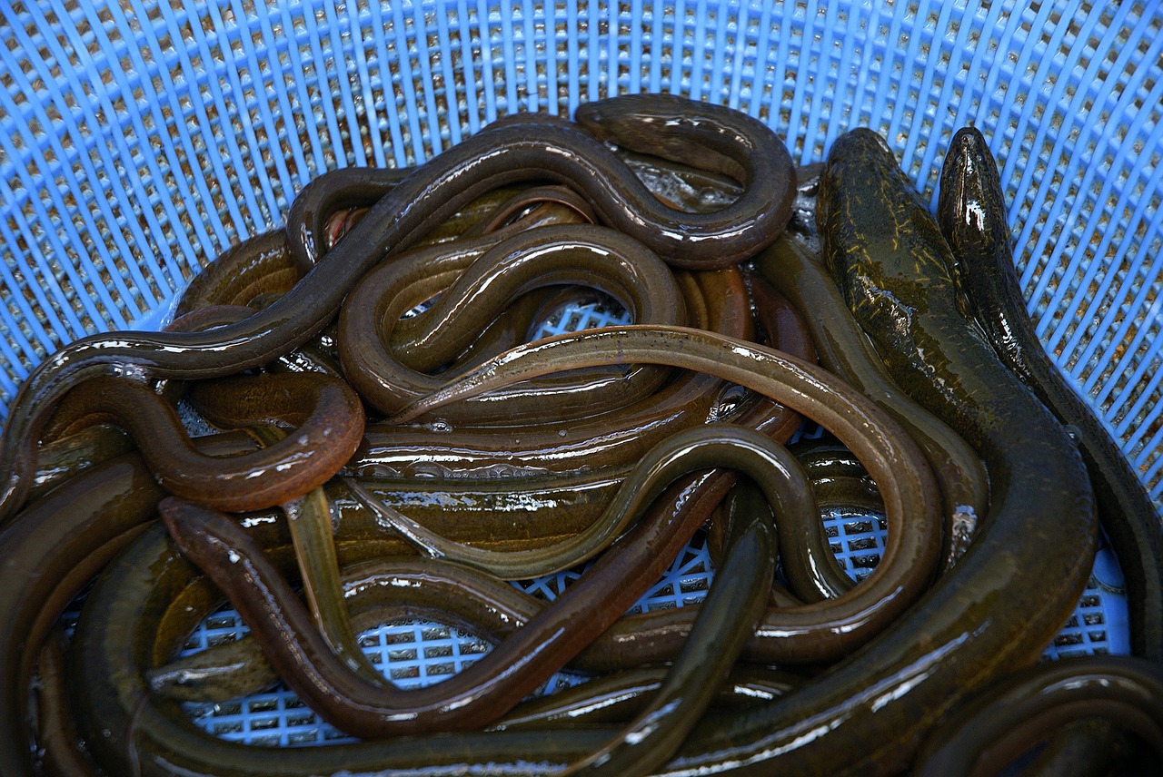 eel fish fresh water free photo