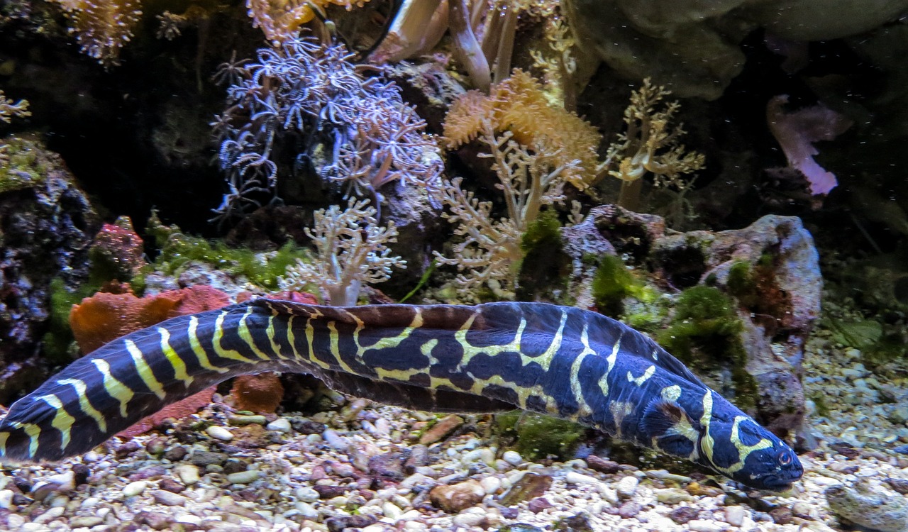eel sea animal blue free photo