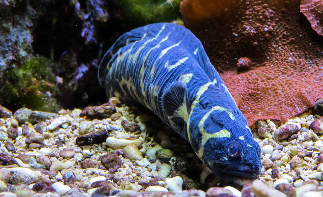 eel sea animal blue free photo