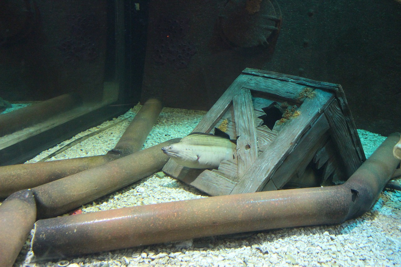 eel fish underwater free photo
