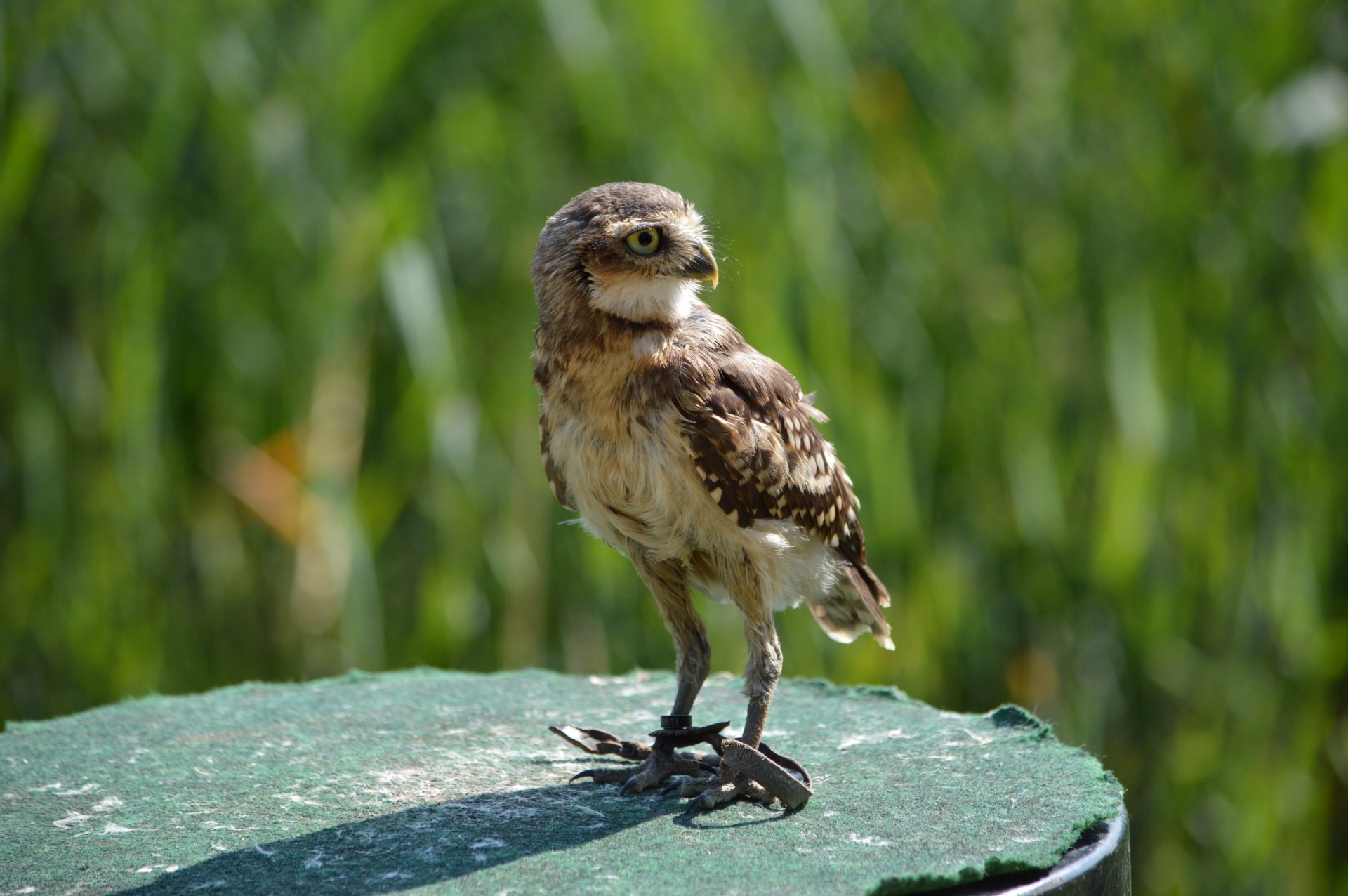 falcon small american free photo