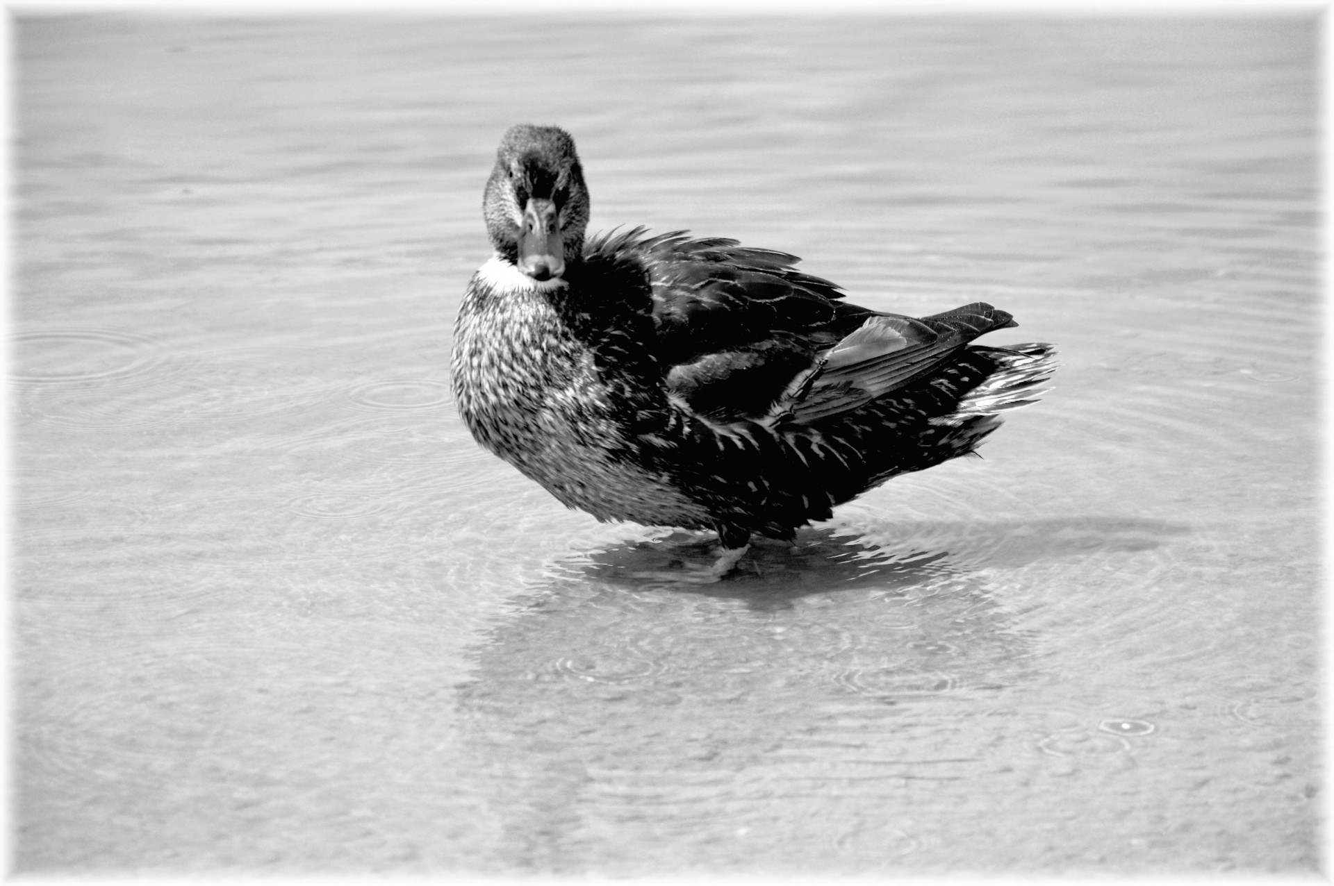 duck young white free photo