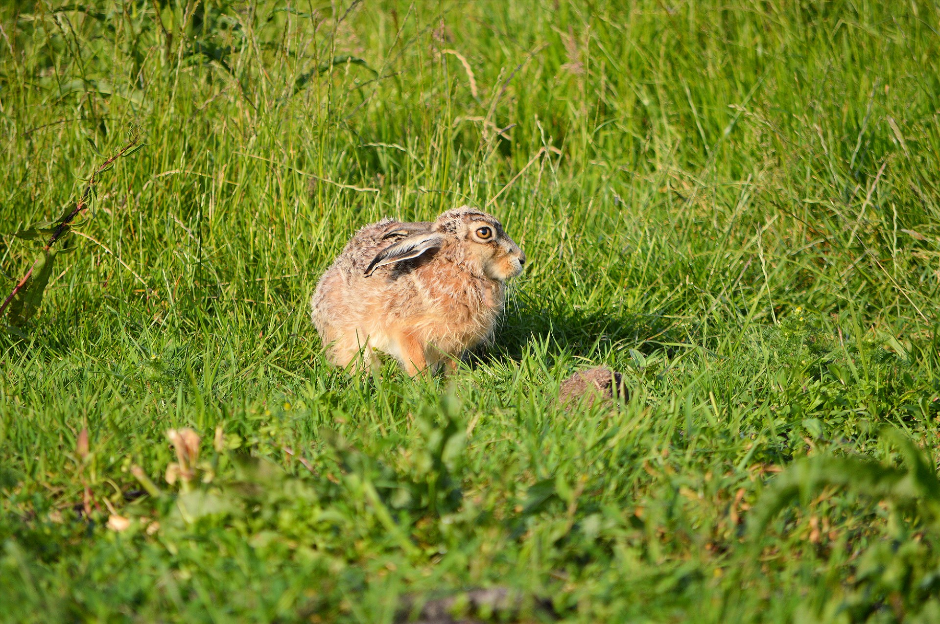 hare wild nature free photo