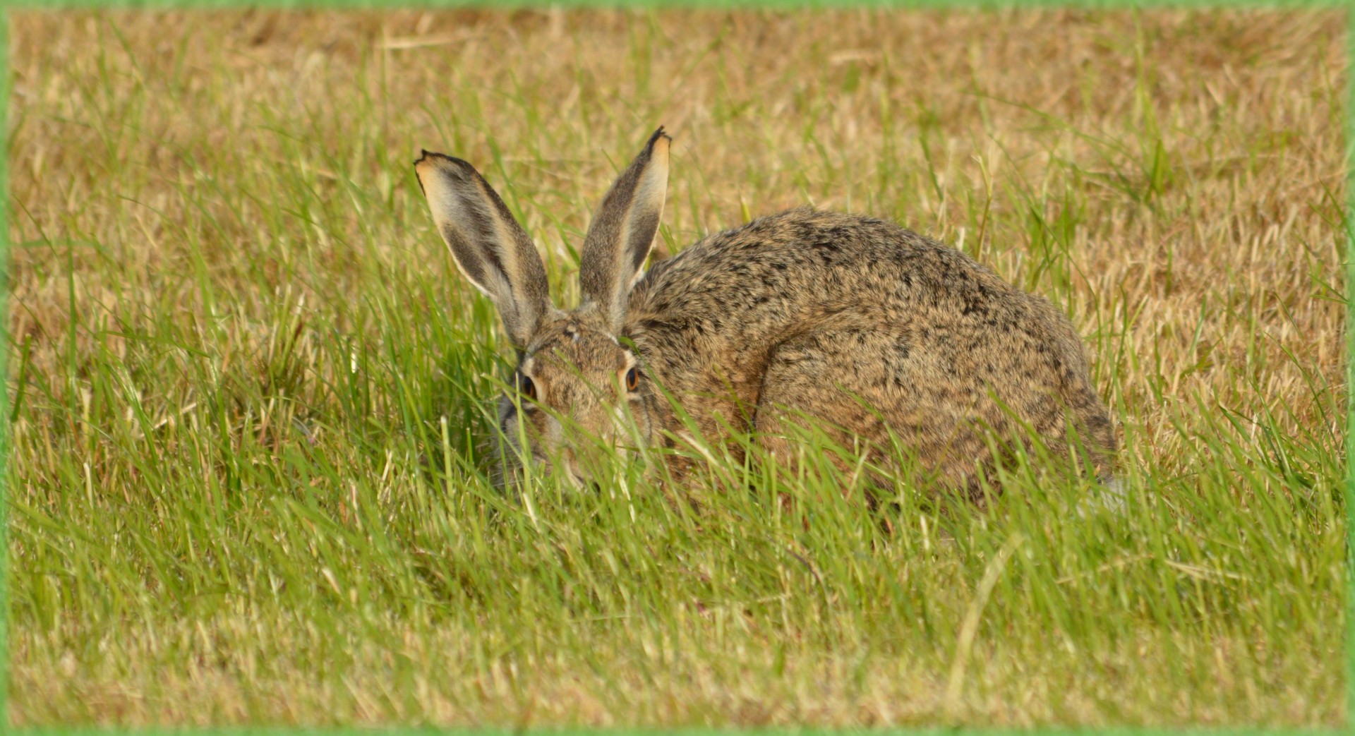 rabbit hare field free photo