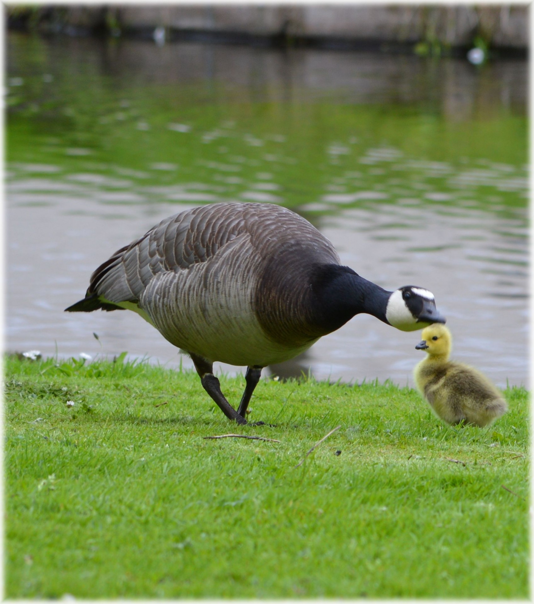 goose young animal free photo