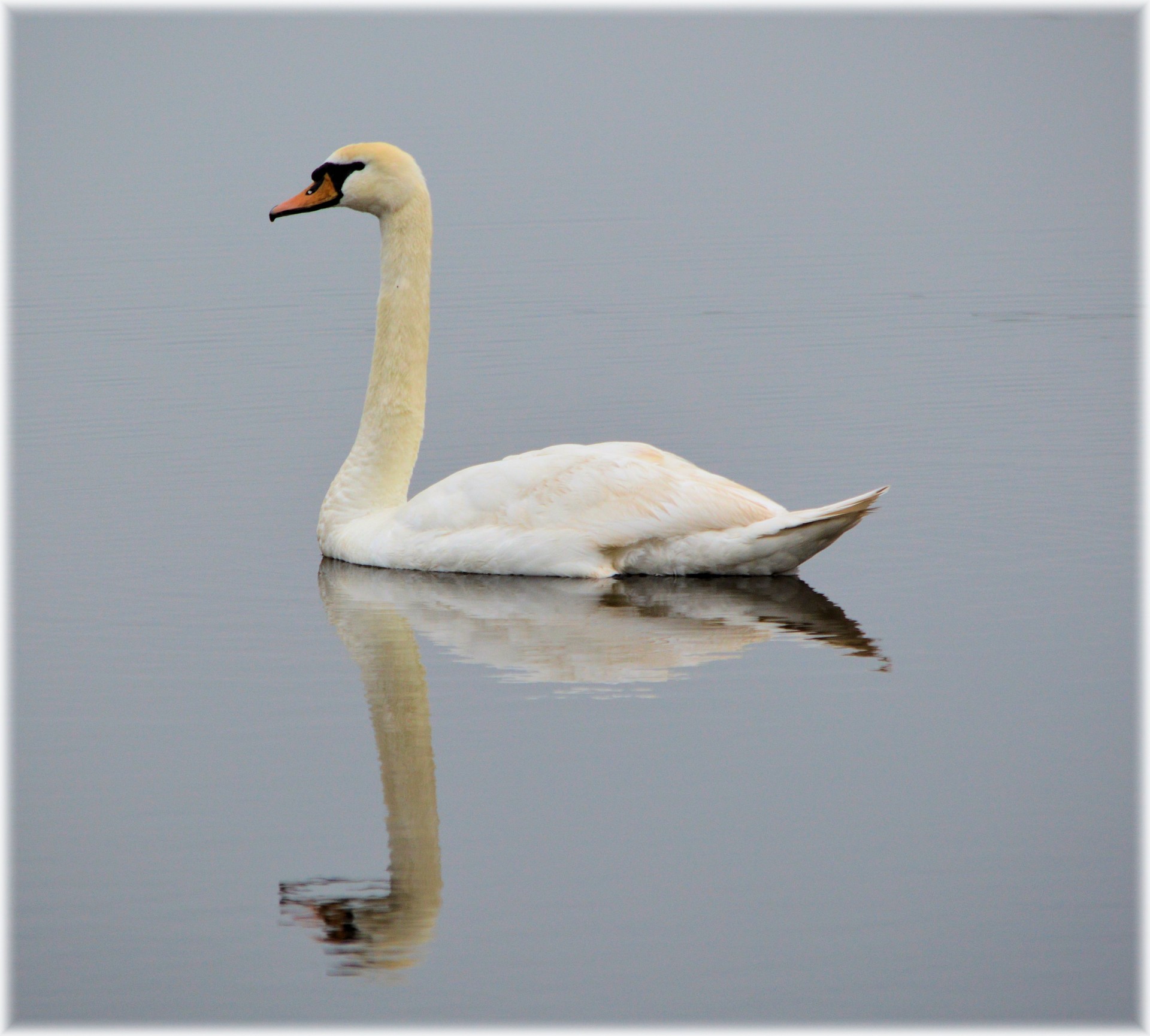 swan beautiful single free photo