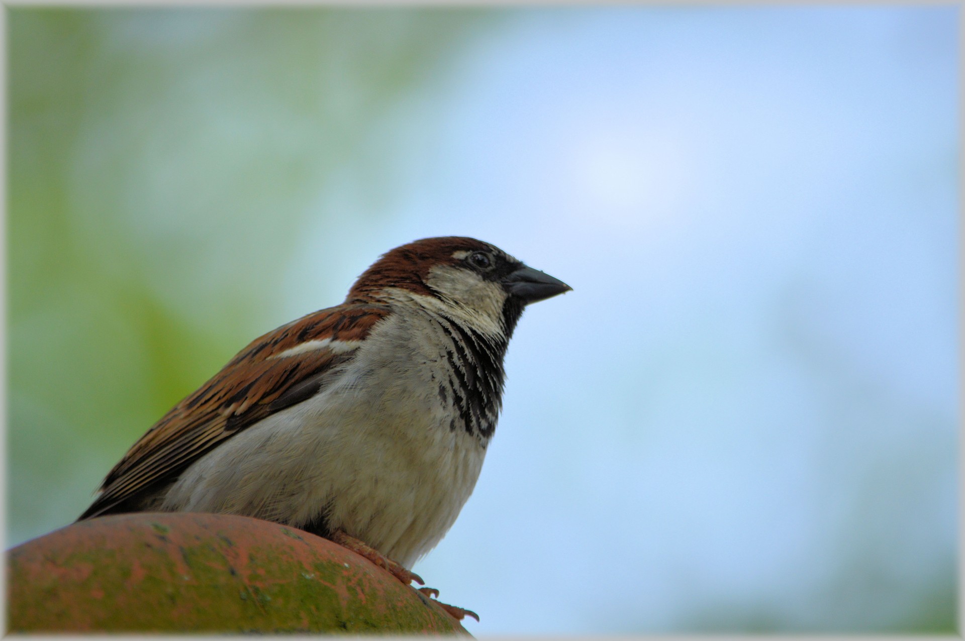 sparrow house sparrow bird free photo