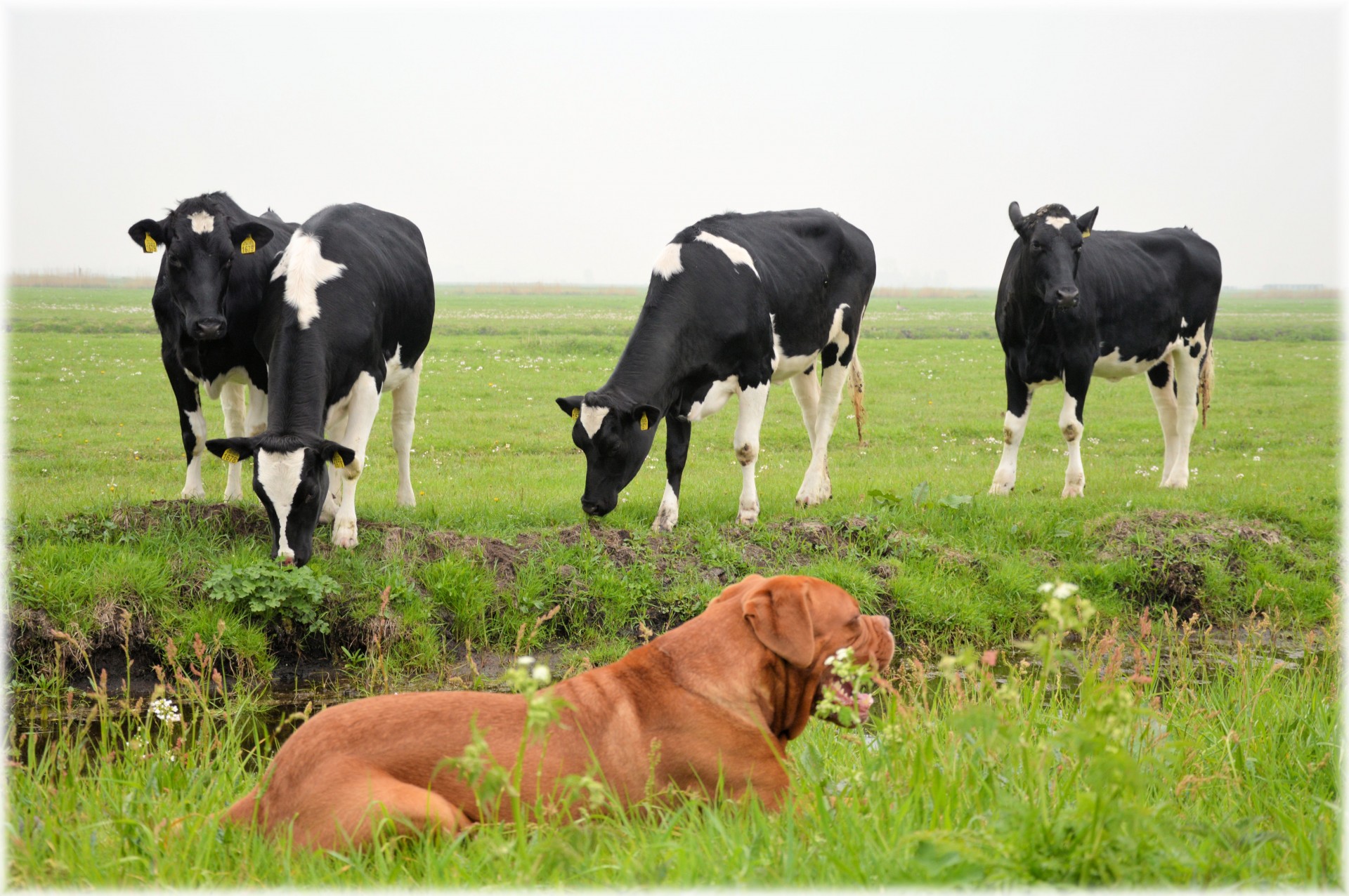 dogue de bordeaux dog cattle free photo