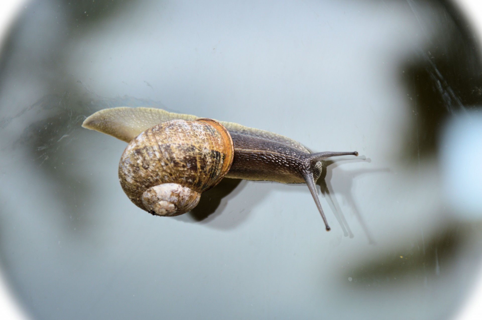 snail animal nature free photo