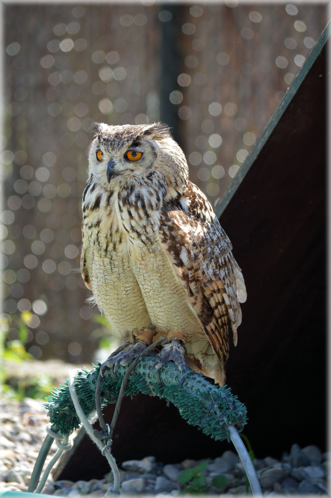 owl raptor bird free photo