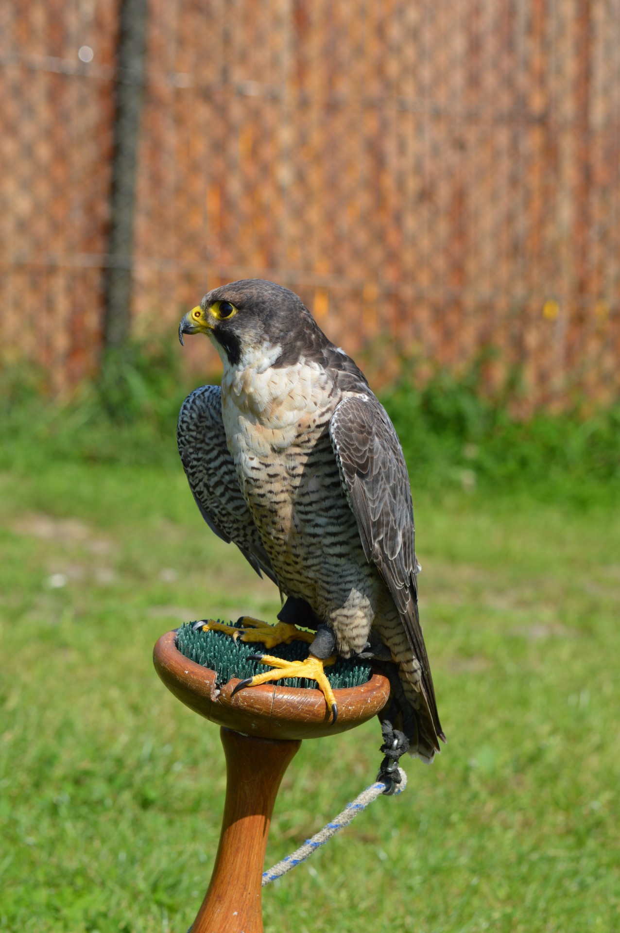 falcon small raptor free photo