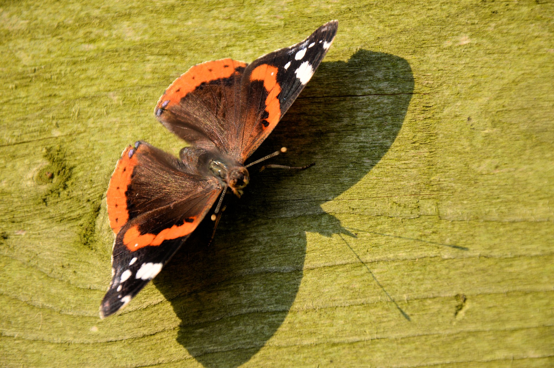 butterfly insect animal free photo