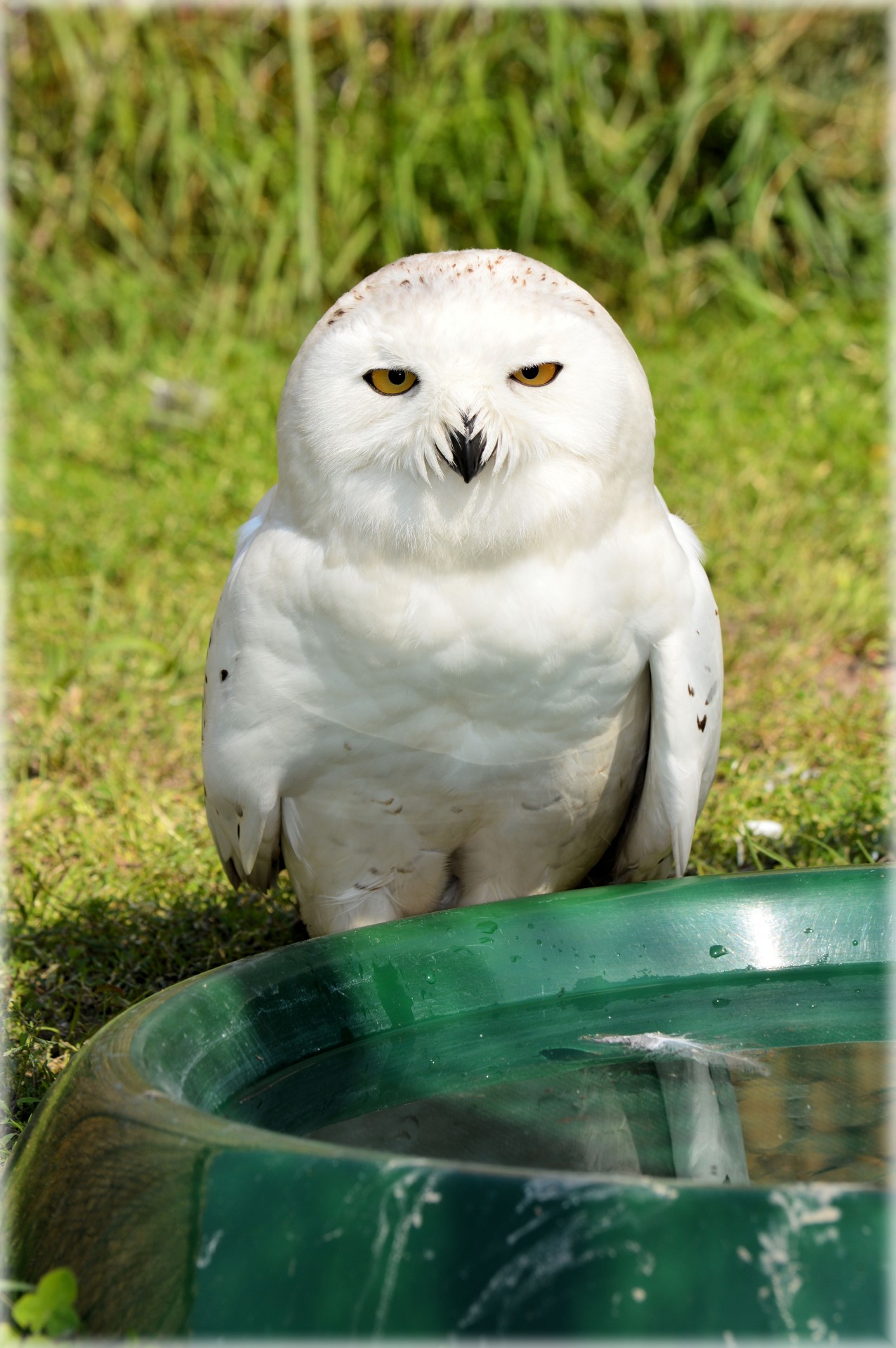 owl white raptor free photo