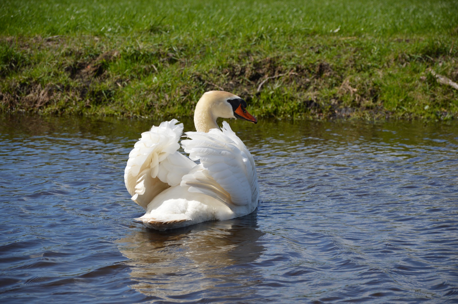 swan water bird animal free photo