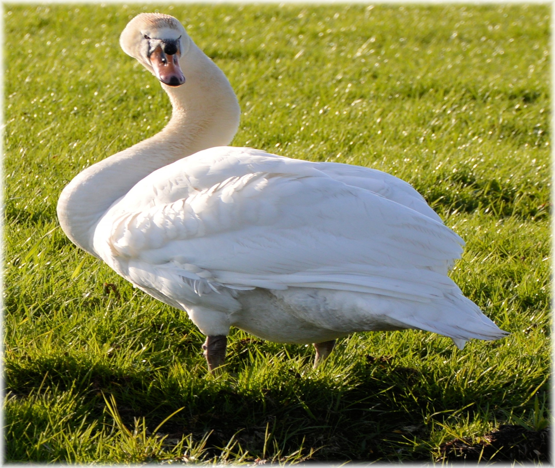 swan animal water free photo