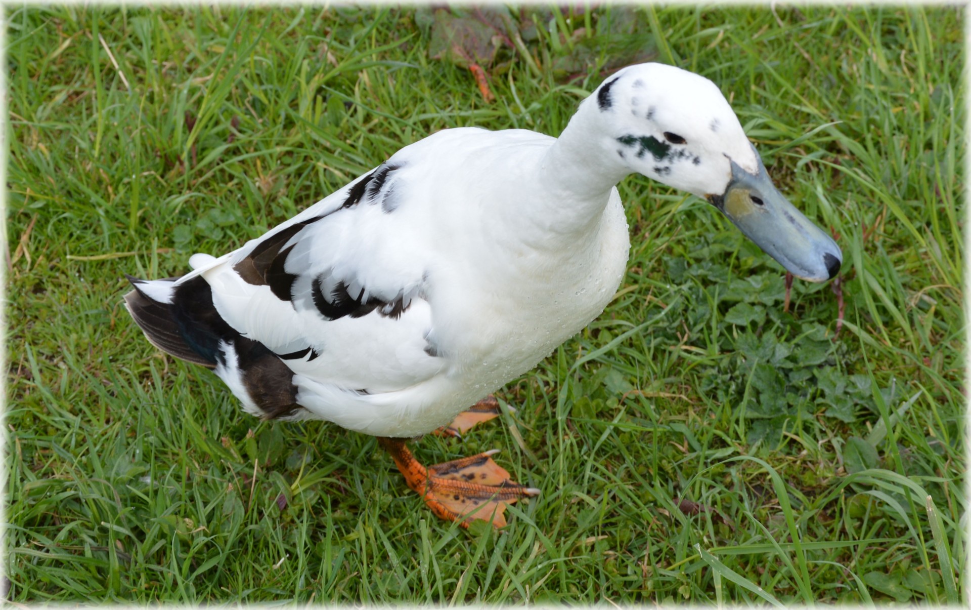 duck water animal free photo