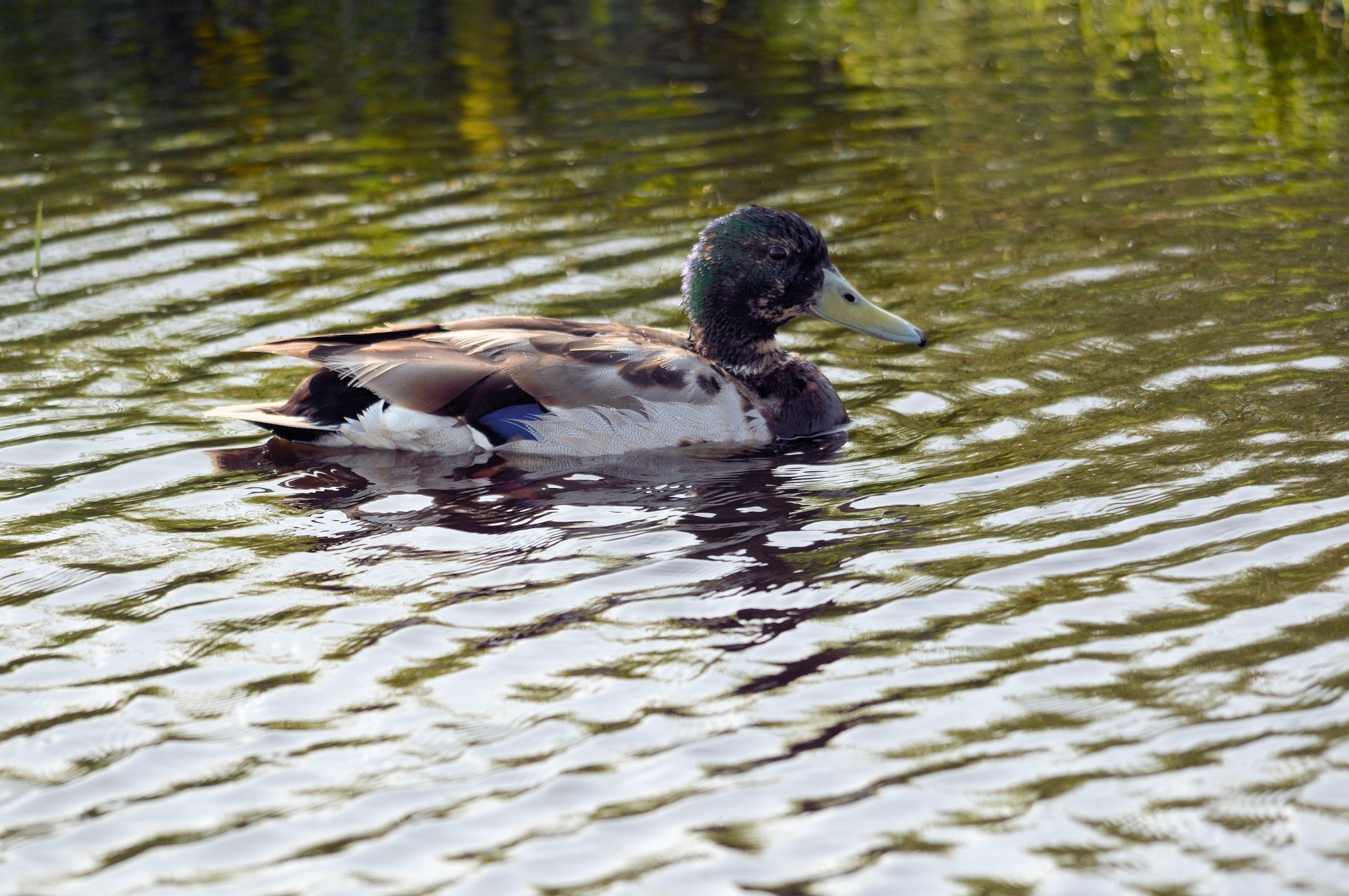 duck waterfowl nature free photo