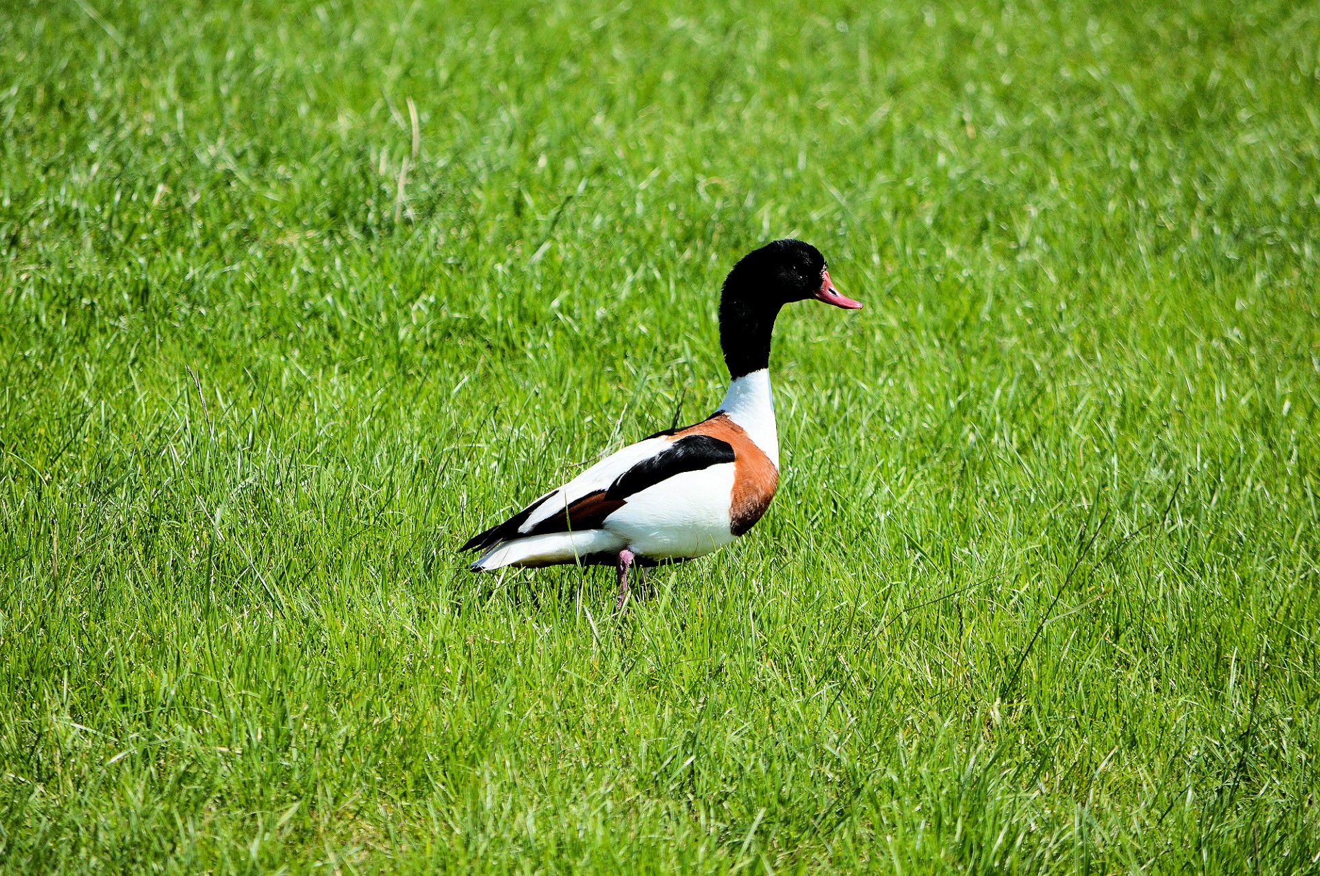 duck waterfowl nature free photo