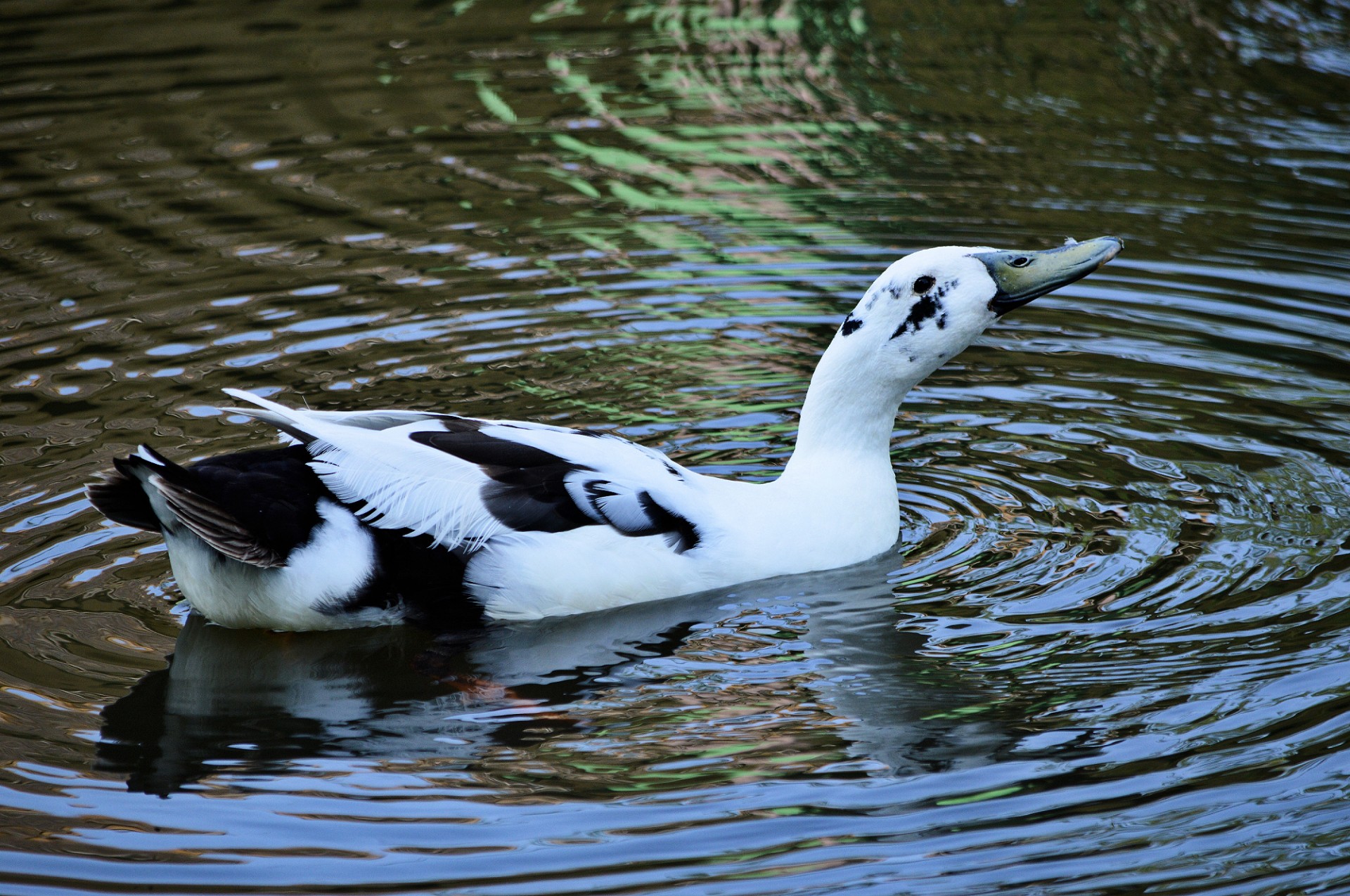 duck waterfowl nature free photo