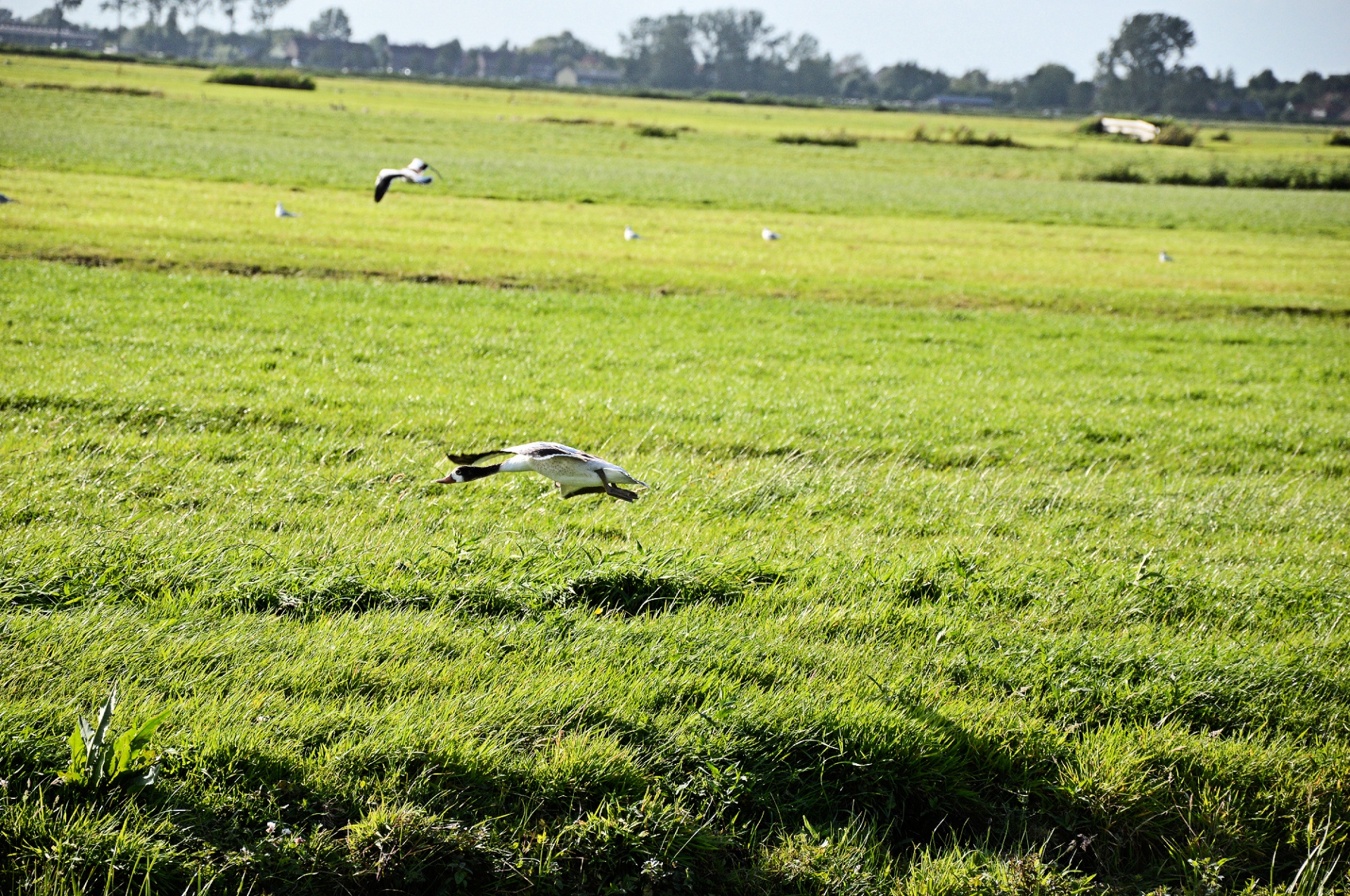 duck water bird animal free photo