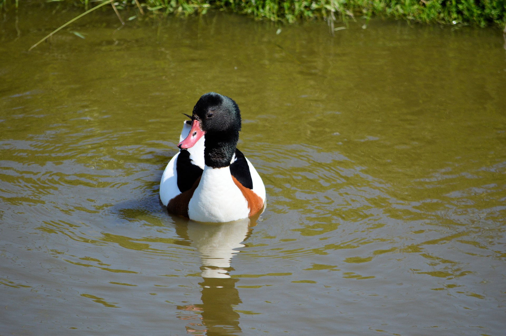 duck water bird animal free photo