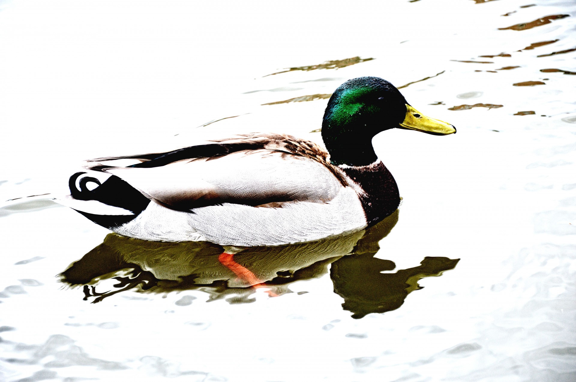 duck water animal free photo