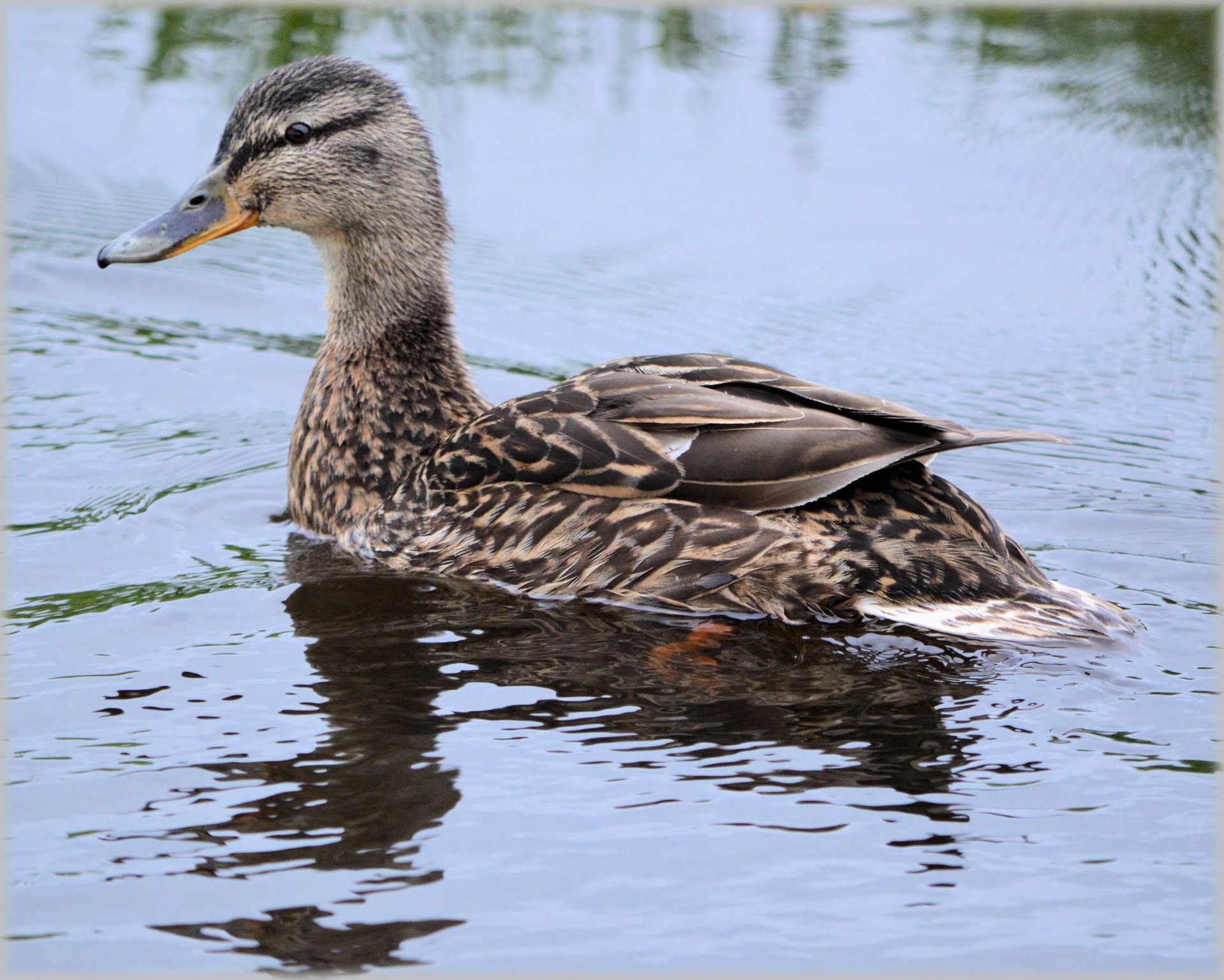 duck water water bird free photo