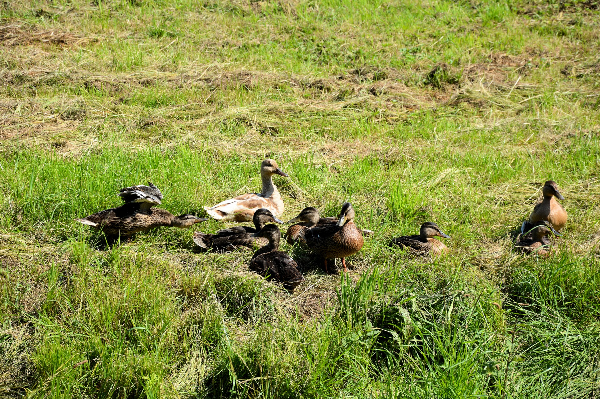 duck waterfowl nature free photo