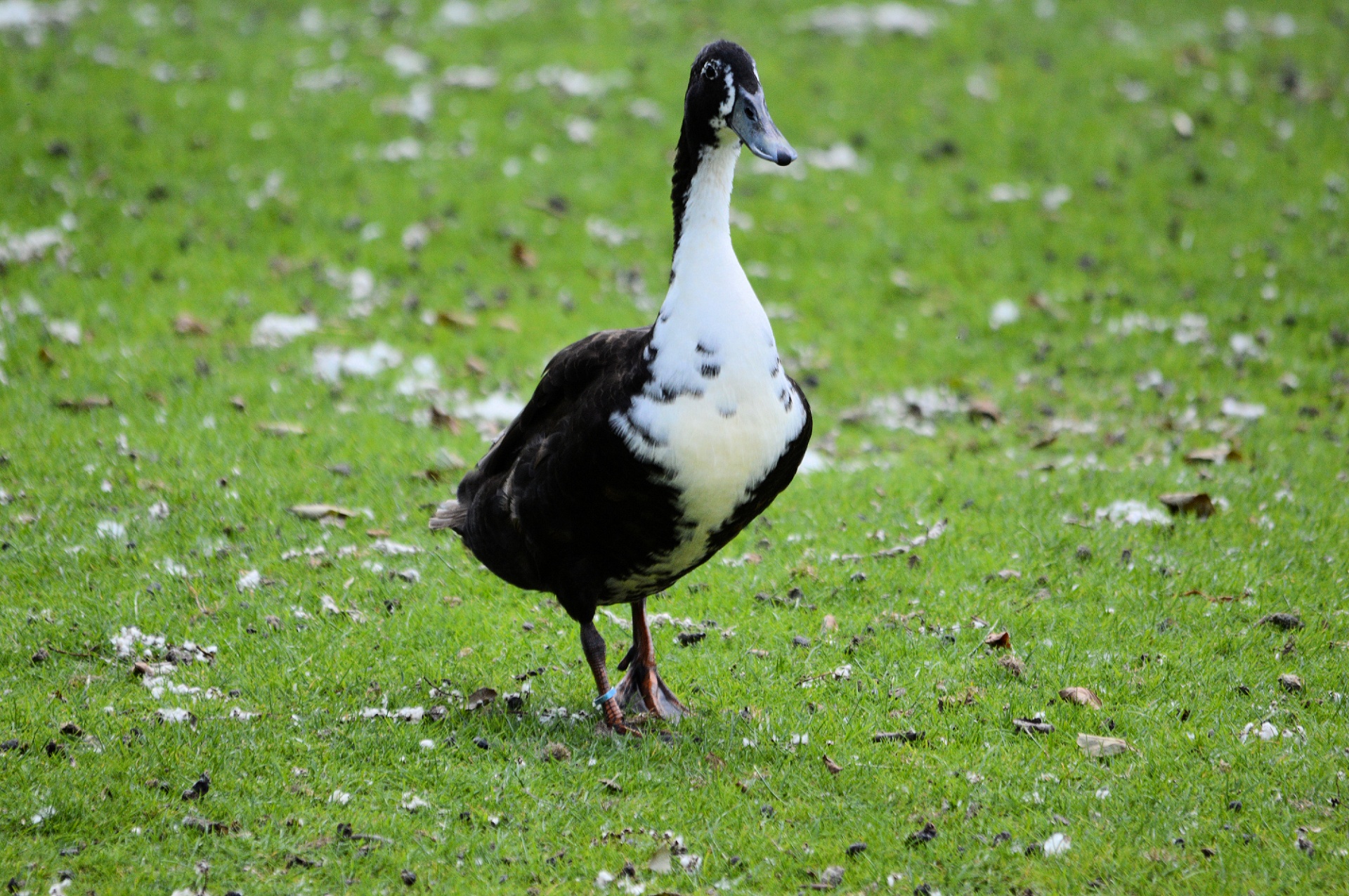 duck water bird animal free photo